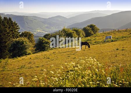 inländische Pferd (Equus Przewalskii F. Caballus), Pferde Ausblick über die Landschaft mit zwei Weiden in der Nähe von Wildewiese, Deutschland, Nordrhein-Westfalen, Sauerland, Sundern Stockfoto