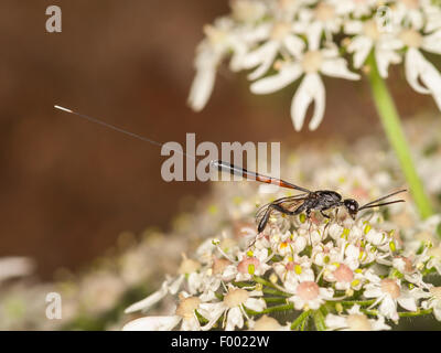 Gasteruptiid Wespe (Gasteruption Jaculator), weibliche Futtersuche auf gemeinsame Bärenklau (Heracleum Sphondylium), Deutschland Stockfoto