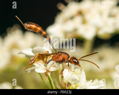 Apocritan Wespe (Gasteruption Hastator), weibliche sitzen auf Daucus Carota, Deutschland Stockfoto