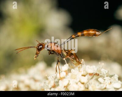 Apocritan Wespe (Gasteruption Hastator), Preening weiblich auf Daucus Carota, Deutschland Stockfoto