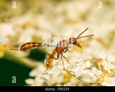 Apocritan Wespe (Gasteruption Hastator), Preening weiblich auf Daucus Carota, Deutschland Stockfoto