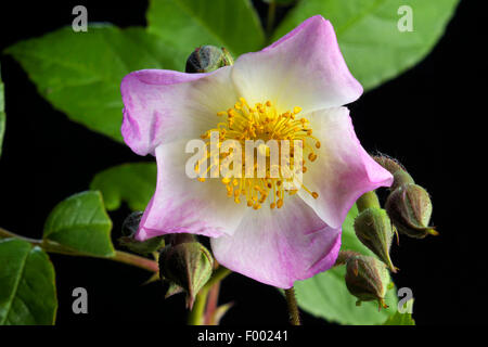 dekorative Rose (Rosa 'Francis Lester", Rosa Francis Lester), Sorte Rosa Francis Lester Stockfoto