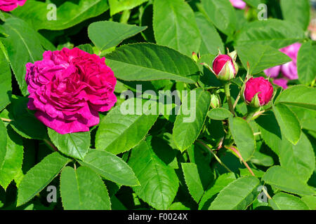 Ornamental stieg (Rosa Rose de Reşt, Rosa Rose de Resht), blühen Stockfoto