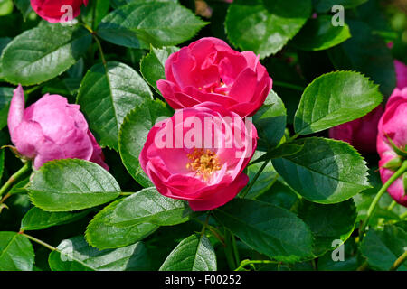 Rugosa Rose, japanische rose (Rosa Rugosa), blühen Stockfoto