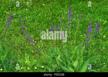 Wiese Clary, Wiesen-Salbei (Salvia Pratensis), blühen in eine Wiese, Deutschland, Bayern, Werdenfelser Land Stockfoto