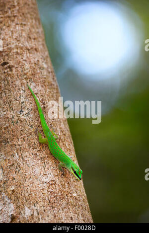 Seipp Taggecko (Phelsuma Seippi), Kopf sitzt auf einem Baumstamm erste, Madagaskar, Nosy Be, Lokobe Reserva Stockfoto