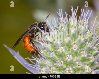 Dunkel-winged Blut-Biene (Sphecodes Gibbus), Dark-winged Blut-Biene weiblich Futtersuche auf Eryngo (Eryngium Planum), Deutschland Stockfoto