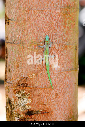 Abbott Taggecko (Phelsuma Abbotti), sitzt auf einem Baumstamm, Madagaskar, Diana Stockfoto