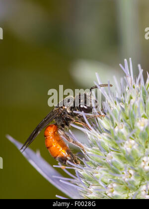 Dunkel-winged Blut-Biene (Sphecodes Gibbus), Dark-winged Blut-Biene weiblich Futtersuche auf Eryngo (Eryngium Planum), Deutschland Stockfoto