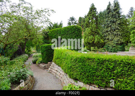 Eiben, englische Eibe, Europäische Eibe (Taxus Baccata), sichert im Landschaftspark, Deutschland Stockfoto