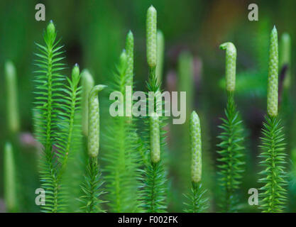 Bärlappen steif, steif Boden-Kiefer (Lycopodium Annotinum), mit Zapfen, Oberbayern, Oberbayern, Bayern, Deutschland Stockfoto