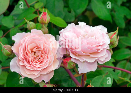 dekorative Rose (Rosa 'Leander', Rosa Leander), Sorte Leander Stockfoto