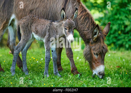 Inländische Esel (Equus Asinus Asinus), Mutter mit ihren 8 Stunden alte Juvenile, Deutschland Stockfoto