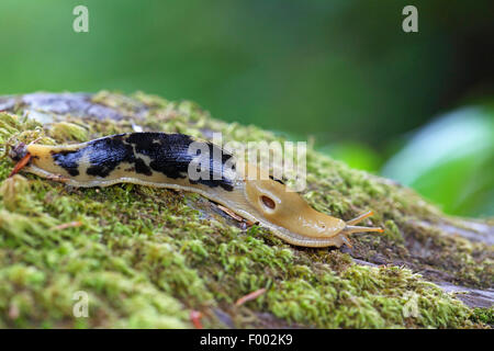 Pazifik Banane Metallklumpen, riesige gelbe Slug (Ariolimax Columbianus), Schnecke kriecht auf einem bemoosten Stamm, Kanada, Vancouver Island Stockfoto