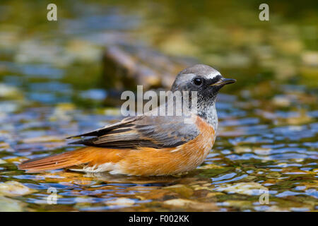 Gartenrotschwanz (Phoenicurus Phoenicurus), Baden, Männlich, Deutschland, Mecklenburg-Vorpommern Stockfoto