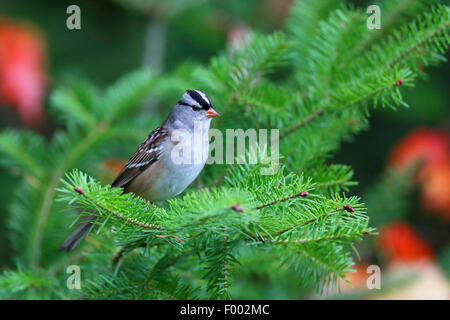 Weiß – Crowned Sparrow (Zonotrichia Leucophrys), sitzt in einem Douglas-Fichten, Kanada, Ontario, Algonquin Provincial Park Stockfoto