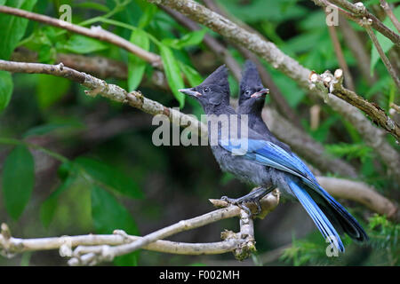 Steller's Jay (Cyanocitta Stelleri), zwei Eichelhäher saß auf einem Baum, Kanada, Gletscher Natioanl Park Stockfoto