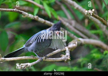 Steller's Jay (Cyanocitta Stelleri), juvenile Jay sitzt in einem Baum und Berufung, Kanada, Gletscher Natioanl Park Stockfoto