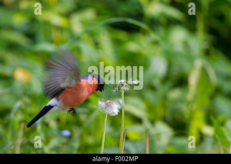 Gimpel, eurasische Gimpel, nördlichen Gimpel (Pyrrhula Pyrrhula), Männchen nähert sich Löwenzahn Samen Kopf, Deutschland, Mecklenburg-Vorpommern Stockfoto
