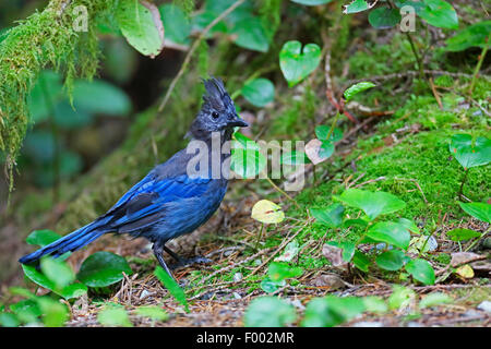 Steller's Jay (Cyanocitta Stelleri), stehend auf dem Boden, Kanada, Vancouver Island Stockfoto