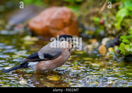 Gimpel, eurasischen Gimpel, Nord Gimpel (Pyrrhula Pyrrhula), Weiblich, am Badeplatz, Deutschland, Mecklenburg-Vorpommern Stockfoto