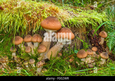 Hallimasch (Armillaria Mellea), Fruchtkörper auf bemoosten Totholz, Deutschland Stockfoto