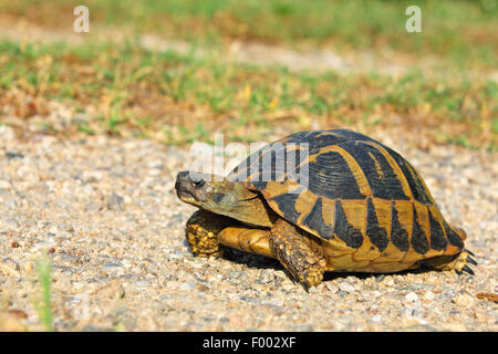 Griechische Schildkröte (Testudo Hermanni), zu Fuß Schildkröte, Griechenland, See Kerkini Hermanns Schildkröte Stockfoto