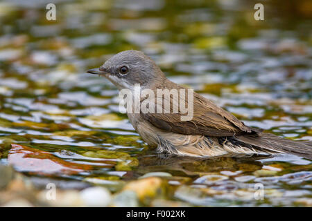 Lesser Whitethroat (Sylvia Curruca), im Bach, Deutschland, Mecklenburg-Vorpommern Stockfoto