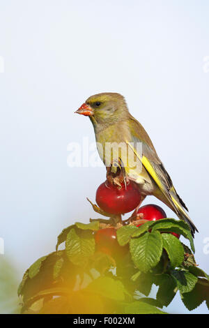 westlichen Grünfink (Zuchtjahr Chloris), männliche Sittng auf die Hagebutte eine japanische Rose, Niederlande, Friesland Stockfoto