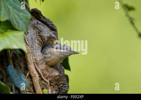 Eurasische Kleiber (Sitta Europaea), juvenile verlassen die Zucht Höhle, Deutschland, Mecklenburg-Vorpommern Stockfoto