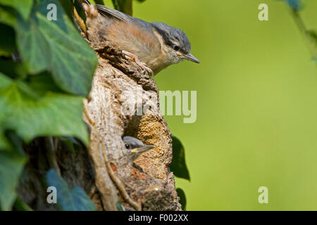 Eurasische Kleiber (Sitta Europaea), juvenile verlassen die Zucht Höhle, Deutschland, Mecklenburg-Vorpommern Stockfoto