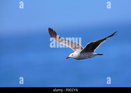 Heermann Möwe (Larus Heermanni), fliegen in den blauen Himmel, Kanada, Vancouver Island, Victoria Stockfoto