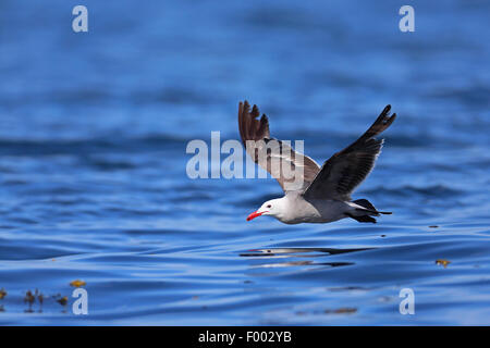 Heermann Möwe (Larus Heermanni), fliegen direkt über den Ozean, Kanada, Vancouver Island, Victoria Stockfoto