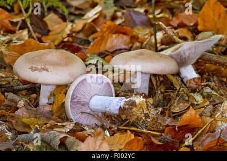 Holz-Bilder, blauen Stiel Pilz, Holz Bilder Pilz (Lepista Nuda, Clitocybe Nuda, Tricholoma Nudum), Fruchtkörper auf Waldboden, Speisepilze, Deutschland, Mecklenburg-Vorpommern Stockfoto