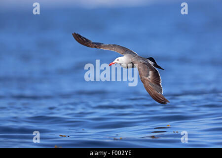 Heermann Möwe (Larus Heermanni), fliegen direkt über den Ozean, Kanada, Vancouver Island, Victoria Stockfoto