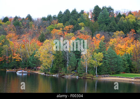 Indian Summer an der Grenze des Algonquin Provincial Park, Kanada, Ontario, Algonquin Provincial Park Stockfoto