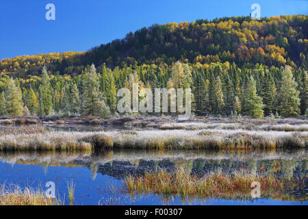 Indian Summer im Algonquin Provincial Park, morgen-Stimmung mit Rime Opeongo Tal, Kanada, Ontario, Algonquin Provincial Park Stockfoto