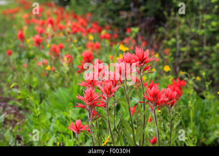 Scharlachrote Paintbrush, Indian Paintbrush, große rote Paintbrush (Castilleja Miniata), Bevölkerung, Kanada, British Columbia, Mount Revelstoke National Park Stockfoto