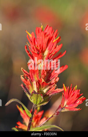 Scharlachrote Paintbrush, Indian Paintbrush, große rote Paintbrush (Castilleja Miniata), Blume, Banff Nationalpark, Kanada, Alberta Stockfoto