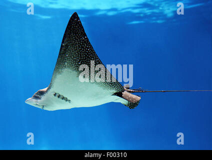 Gefleckter Adlerrochen (Aetobatus Narinari), Schwimmen, Ecuador, Galapagos-Inseln Stockfoto