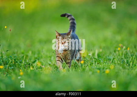 Hauskatze, Hauskatze (Felis Silvestris F. Catus), mit Gefangenen Maus auf einer Wiese, Deutschland Stockfoto