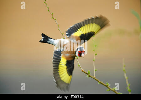 Eurasische Stieglitz (Zuchtjahr Zuchtjahr), im Flug, Österreich Stockfoto