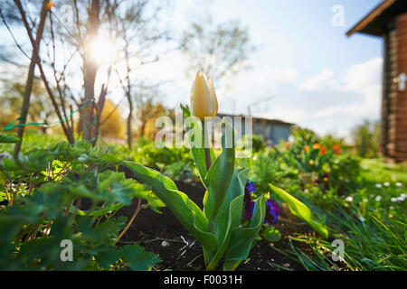 gemeinsamer Garten Tulpe (Tulipa Gesneriana), gelbe Tulpe in einem Garten, Deutschland, Bayern Stockfoto