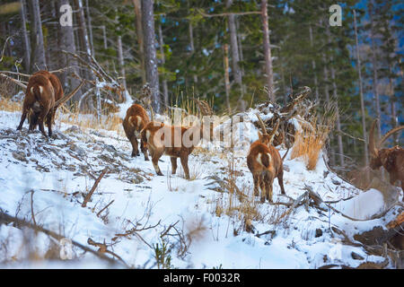 Alpensteinbock (Capra Ibex, Capra Ibex Ibex), Herde in Snwoy Winterwald, Österreich, Steiermark Stockfoto