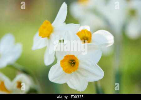 Narzissen, Tazetta (Narcissus Tazetta, Kultivar), blühen Stockfoto