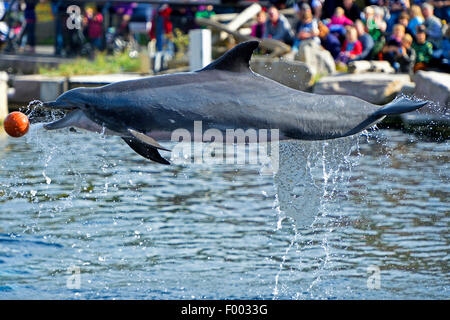 Bottlenosed Delphin, gemeiner Flasche – Nosed Delfin (Tursiops Truncatus), aus dem Wasser springen und einen Ball fangen Stockfoto