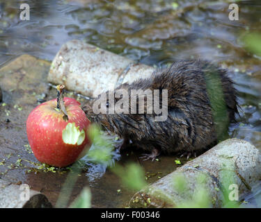 Europäische Wasser-Wühlmaus Stockfoto