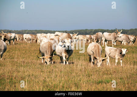 Ungarischen grauen Rinder Kühe mit Kälbern grasen auf der Weide im Sommer Stockfoto