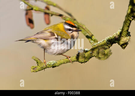 Firecrest (Regulus Ignicapillus) männlich auf einem Zweig, Deutschland, Mecklenburg-Vorpommern Stockfoto