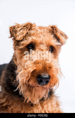 Airedale Terrier (Canis Lupus F. Familiaris), portrait Stockfoto